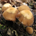 Psathyrella